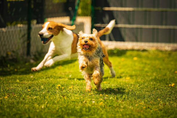 Smert tips pro felix canis ambulat, agmine vestri pup quasi pro